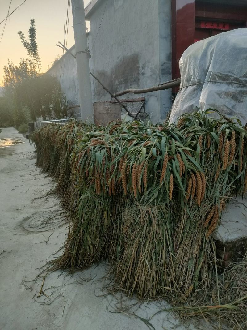 山东丘陵山小米新米上市原产地直发
