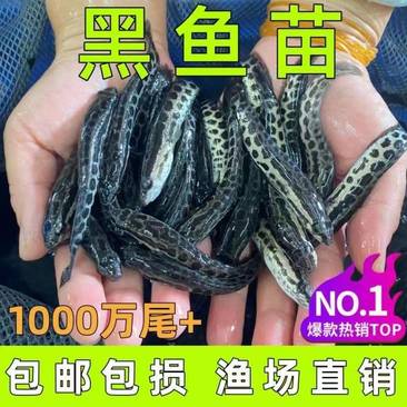 江苏宿豫区黑鱼苗价格优惠技术指导售后跟踪服务