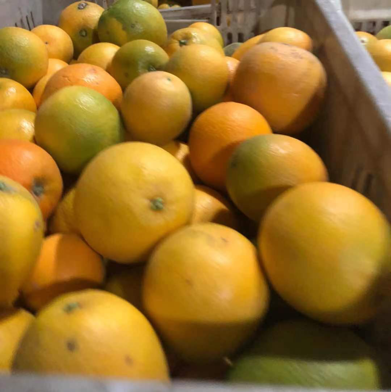 石门新上市纽荷尔脐橙.55左右