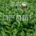 第一秋茶铁观音全部手工制作