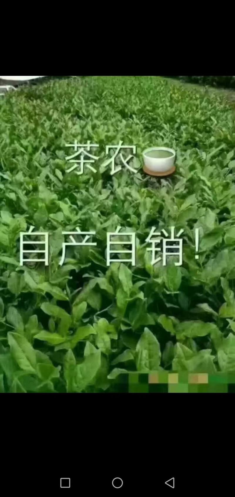 第一秋茶铁观音全部手工制作