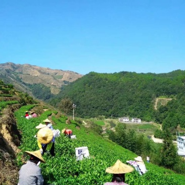 第一秋茶铁观音全部手工制作