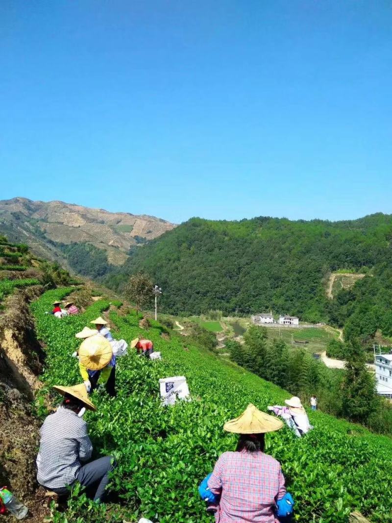 第一秋茶铁观音全部手工制作