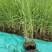 河北艺荷水生植物，芦苇苗出售种植各种水生植物芦苇
