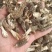 新货纯野生羊肚菌干货深山自采羊肚蘑菇煲汤食材食用菌