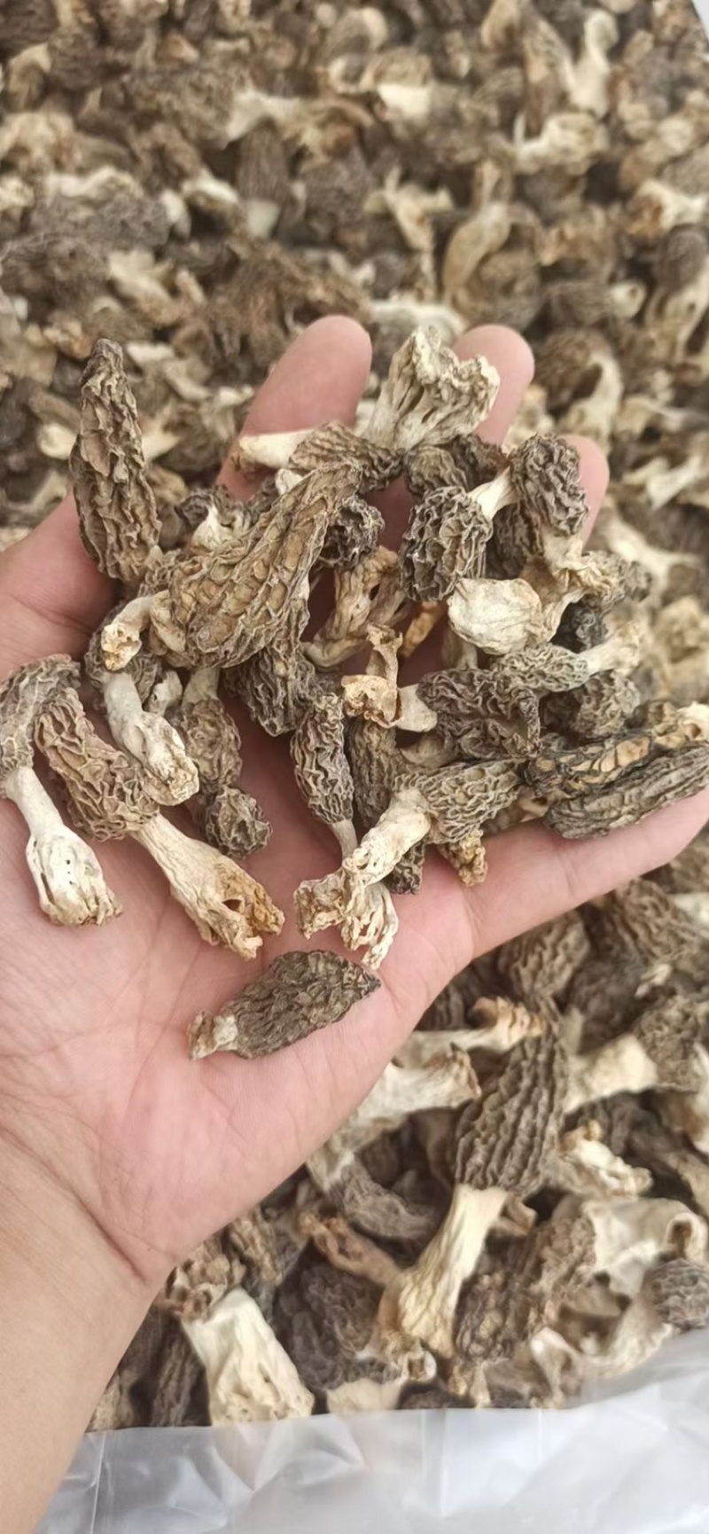 新货纯野生羊肚菌干货深山自采羊肚蘑菇煲汤食材食用菌