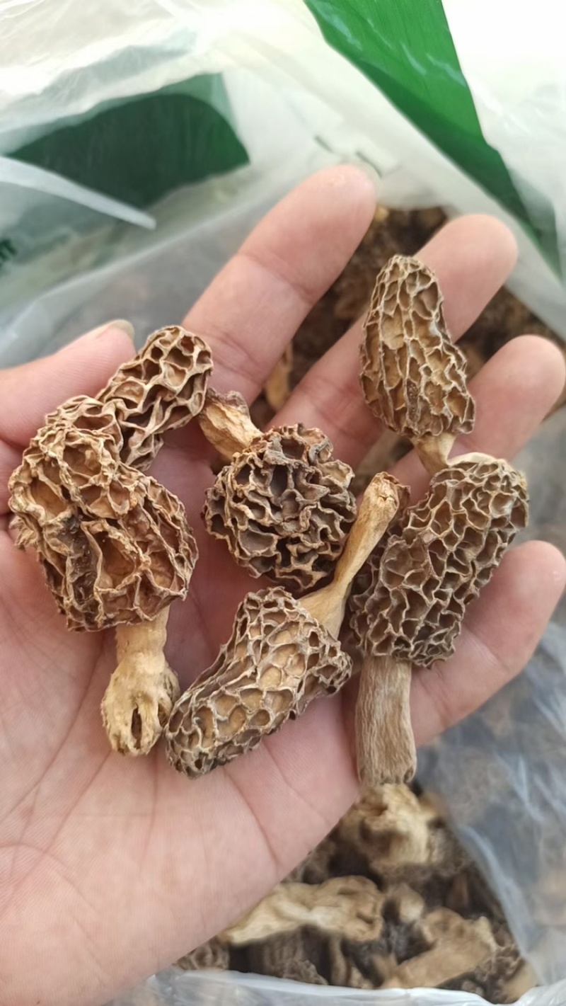 新货纯野生羊肚菌干货深山自采羊肚蘑菇煲汤食材食用菌