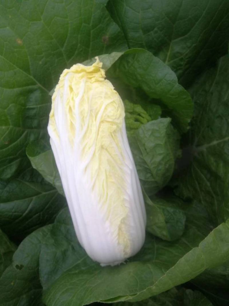 娃娃菜《大娃.小娃娃菜》上市.货源充，半毛