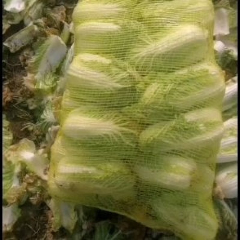 娃娃菜《大娃.小娃娃菜》上市.货源充，半毛