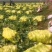 娃娃菜《大娃.小娃娃菜》上市.货源充，半毛