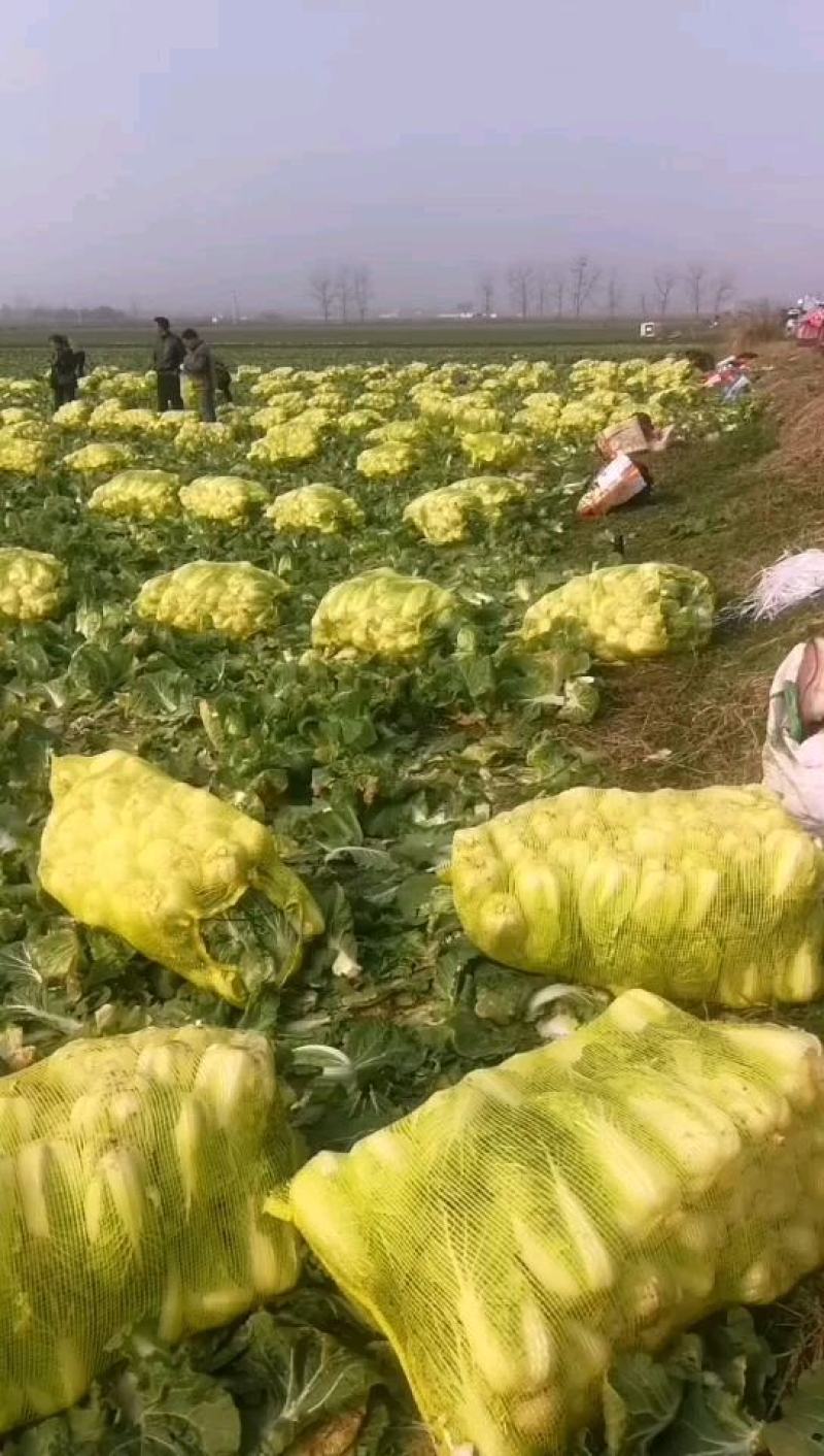 娃娃菜《大娃.小娃娃菜》上市.货源充，半毛