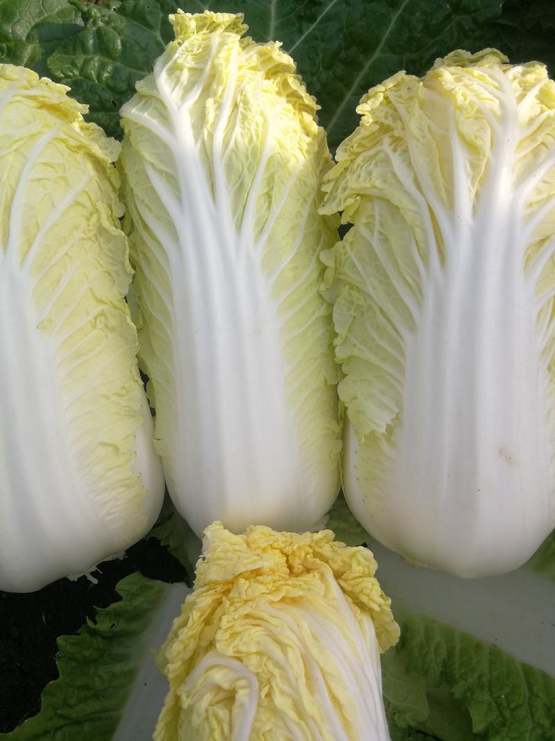 娃娃菜《大娃.小娃娃菜》上市.货源充，半毛