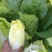 娃娃菜《大娃.小娃娃菜》上市.货源充，半毛