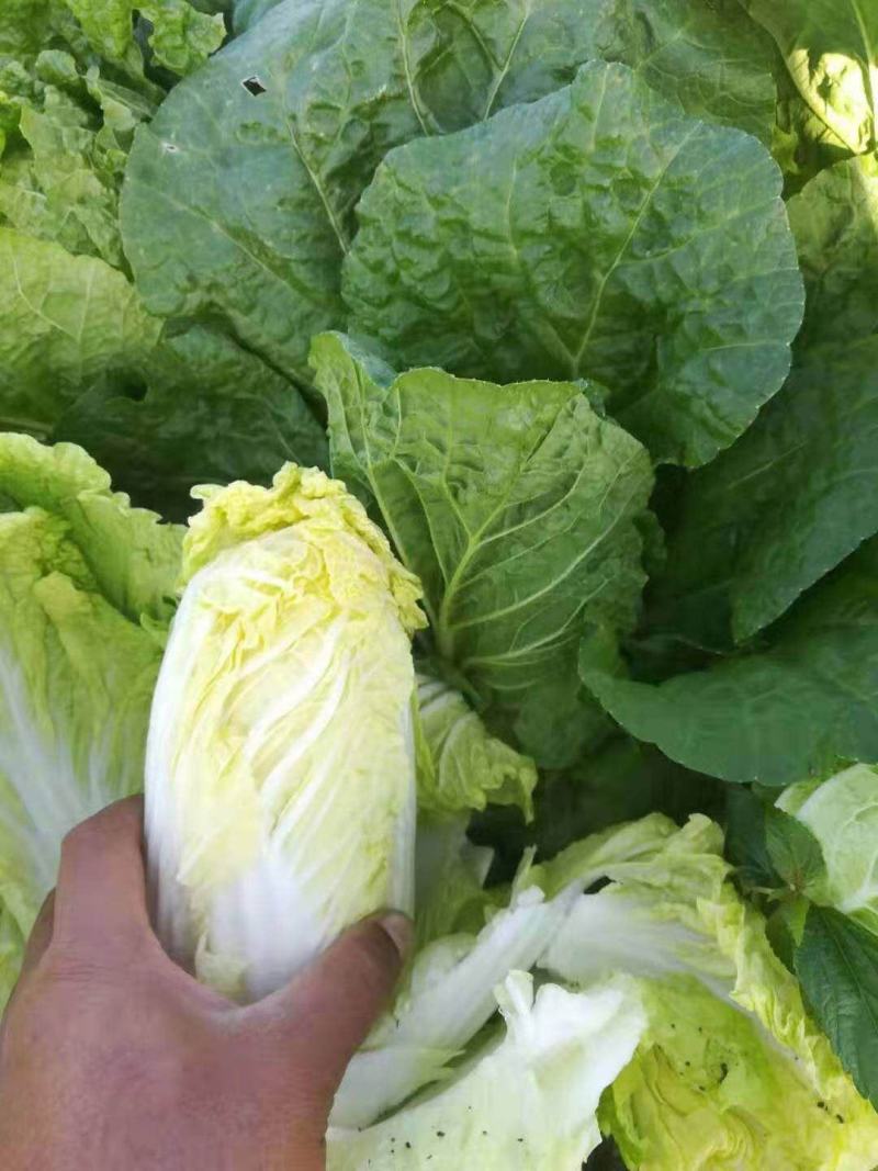 娃娃菜《大娃.小娃娃菜》上市.货源充，半毛
