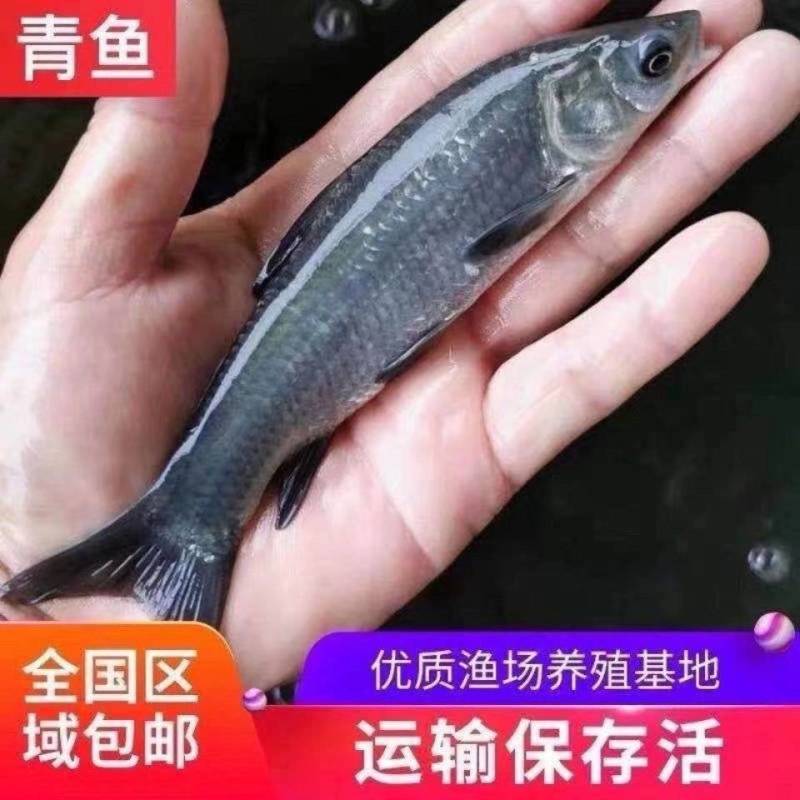 青鱼苗规格齐全价格优惠技术指导售后跟踪服务
