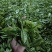 正宗普洱茶懂茶的兄弟姐妹请慢慢品尝数量不多。