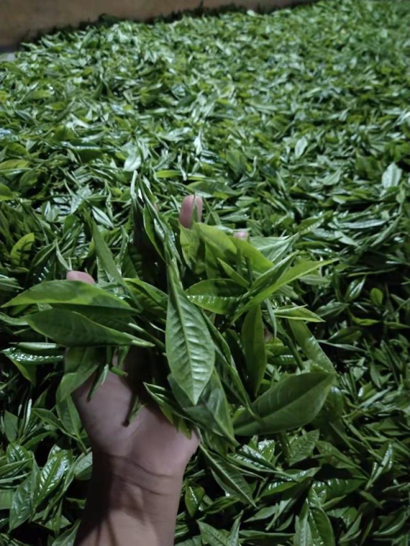 正宗普洱茶懂茶的兄弟姐妹请慢慢品尝数量不多。
