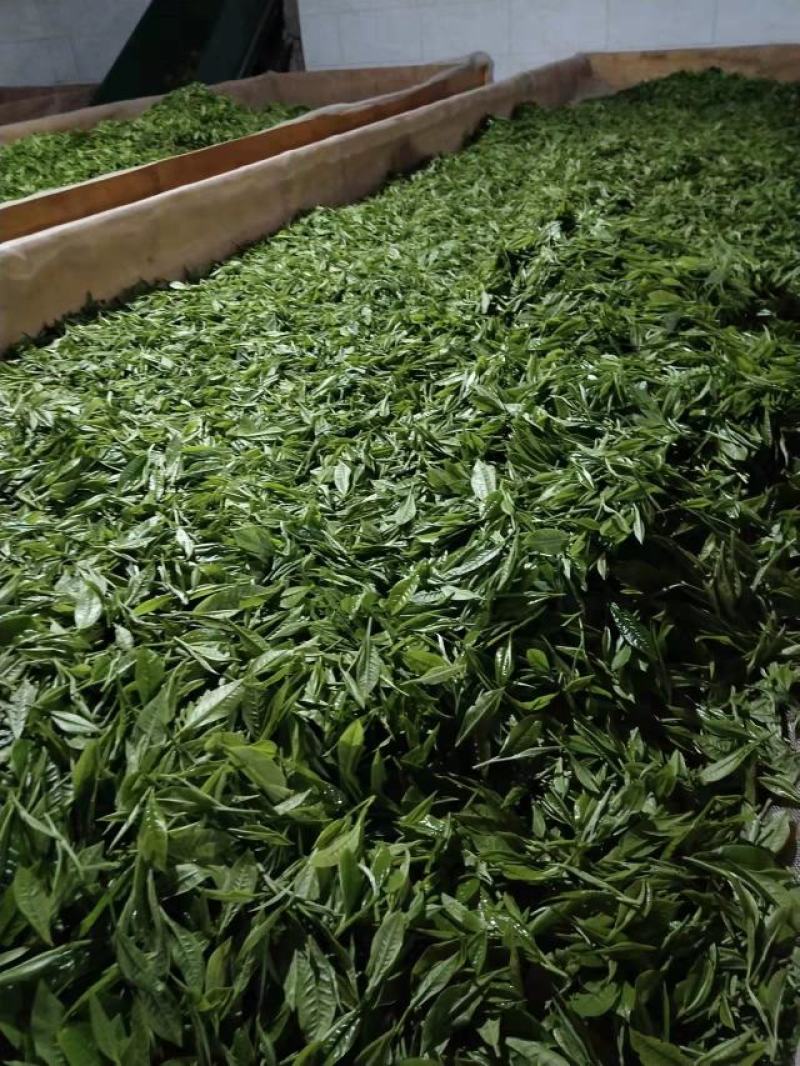 正宗普洱茶懂茶的兄弟姐妹请慢慢品尝数量不多。