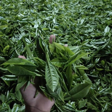 正宗普洱茶懂茶的兄弟姐妹请慢慢品尝数量不多。