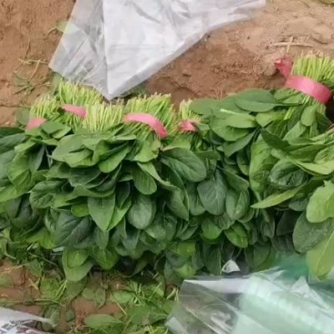 山东菠菜精品大叶菠菜市场货规格齐全量大优惠发货全国