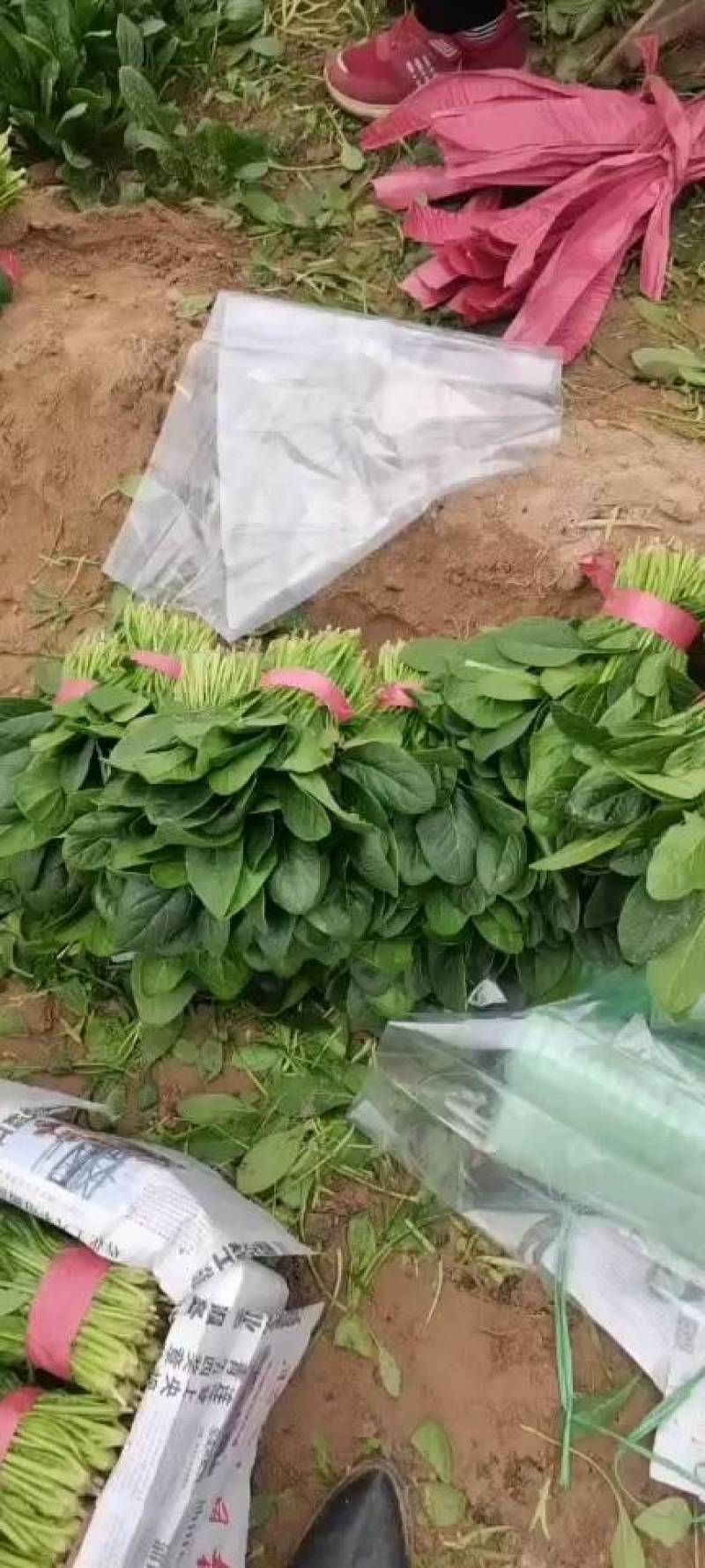 山东菠菜精品大叶菠菜市场货规格齐全量大优惠发货全国