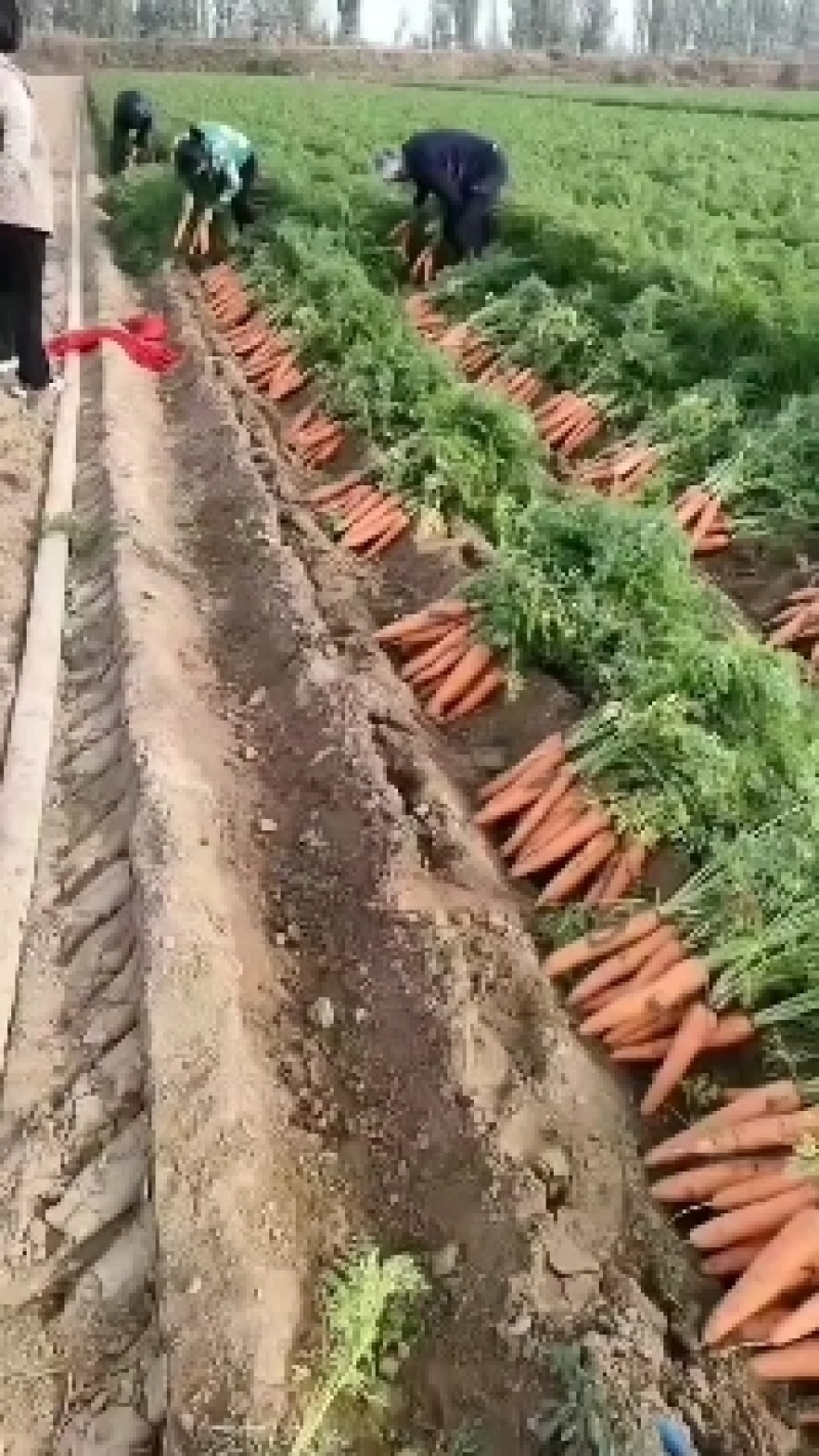胡萝卜