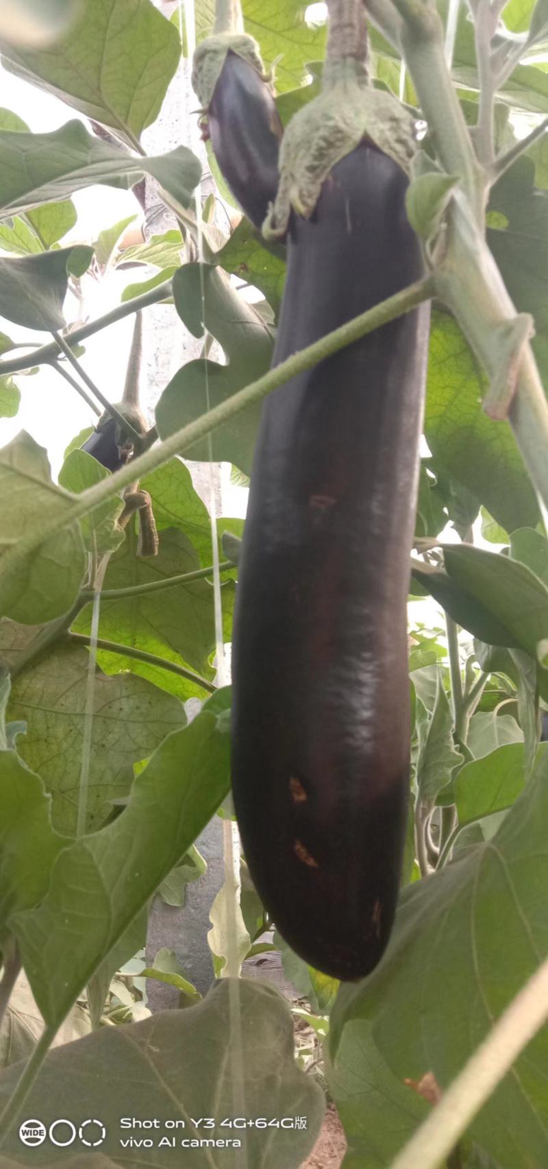 茄子