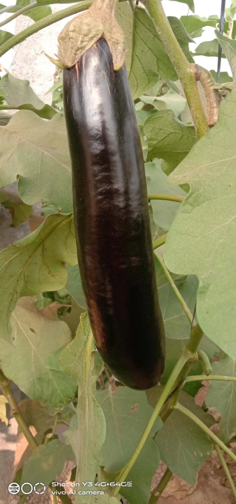 茄子