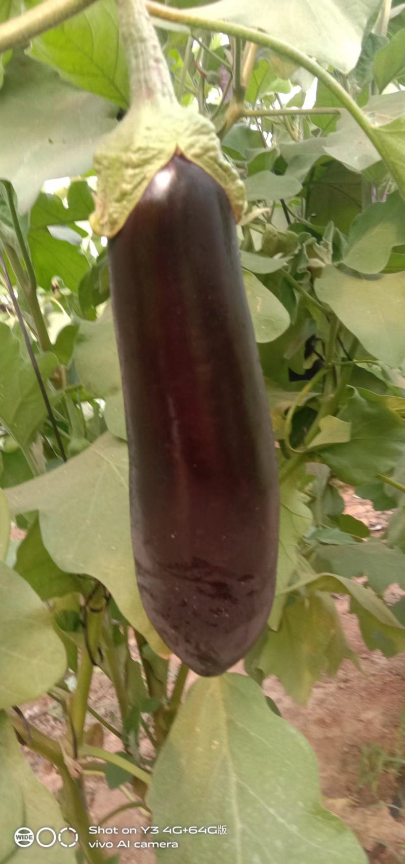 茄子