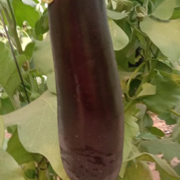 茄子