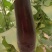 茄子