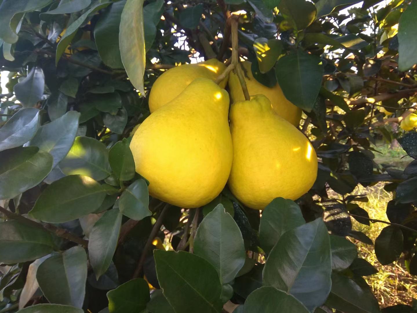 沙田柚果实挂满枝头