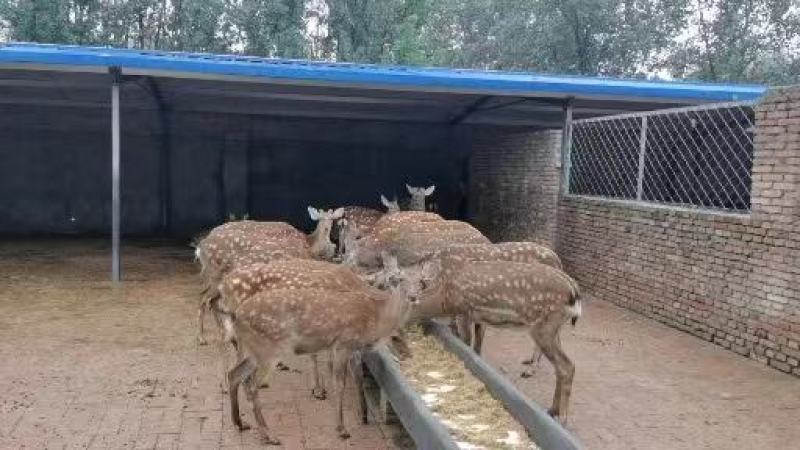 【鹿】成年梅花鹿，种鹿，鹿崽，成年大母鹿，种公鹿欢迎来电