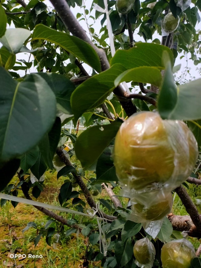 【优选】山西基地种植玉露香梨品质好承接各大商超批发市场