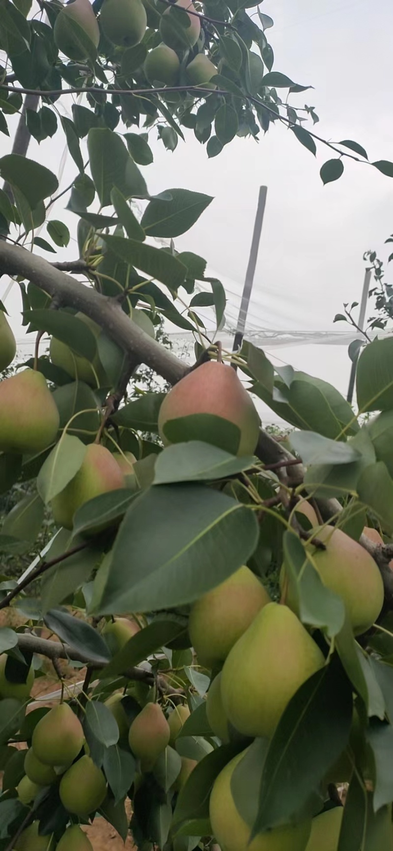 【优选】山西基地种植玉露香梨品质好承接各大商超批发市场