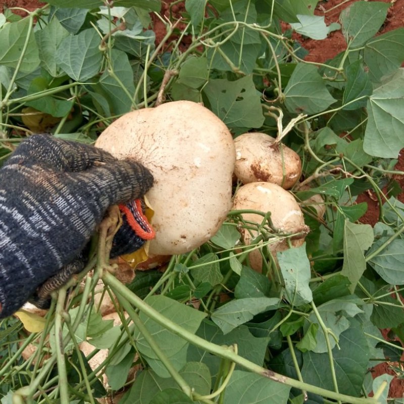 广东精品凉薯（豆薯）热卖中，诚信经营，货真价实，欢迎老板来电