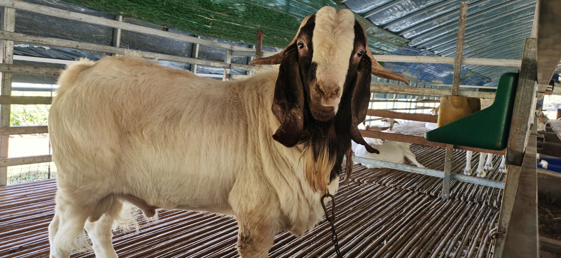 青山羊母羊接受波尔山羊冻精人工授精操作现场