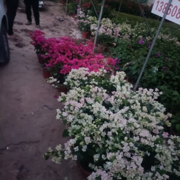 各种乔木灌木地被