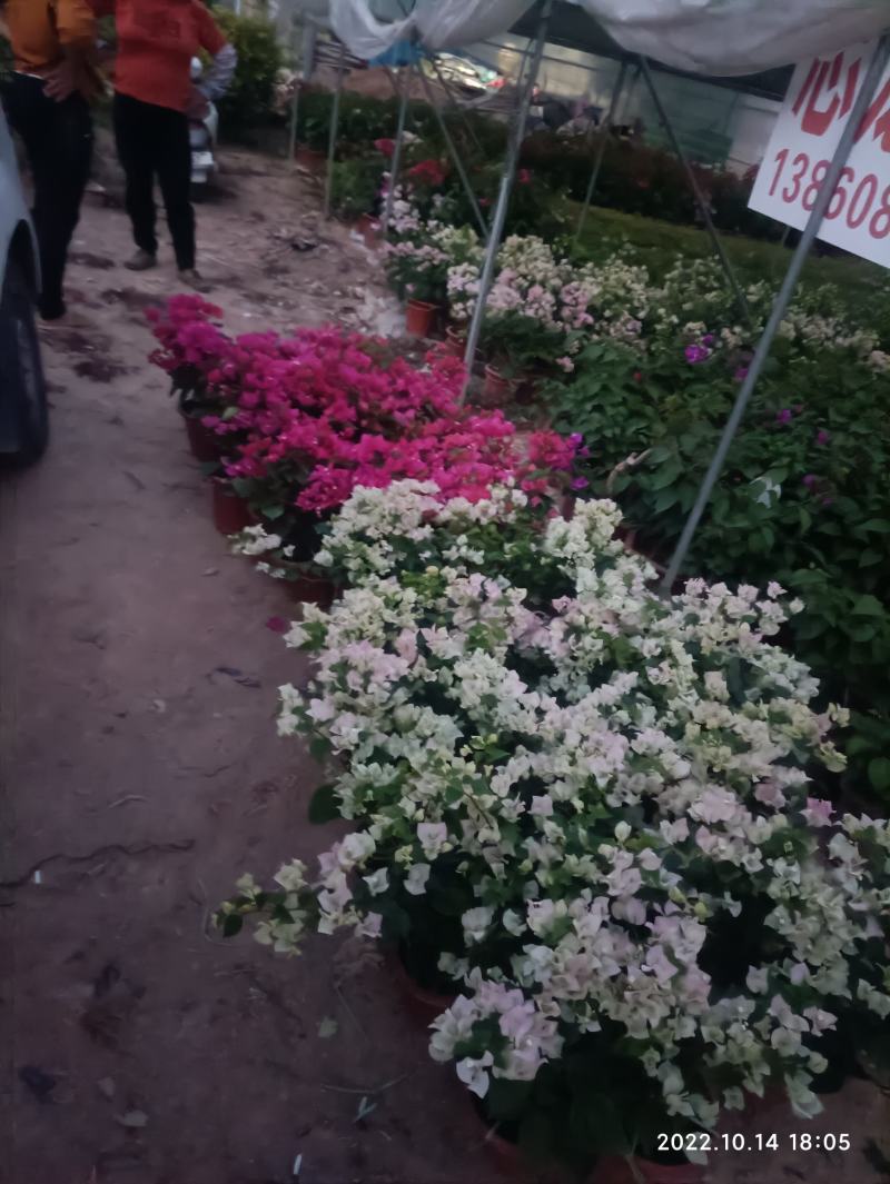 各种乔木灌木地被