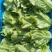 精品生菜上海青各种蔬菜大量现货欢迎新老客户前来采购