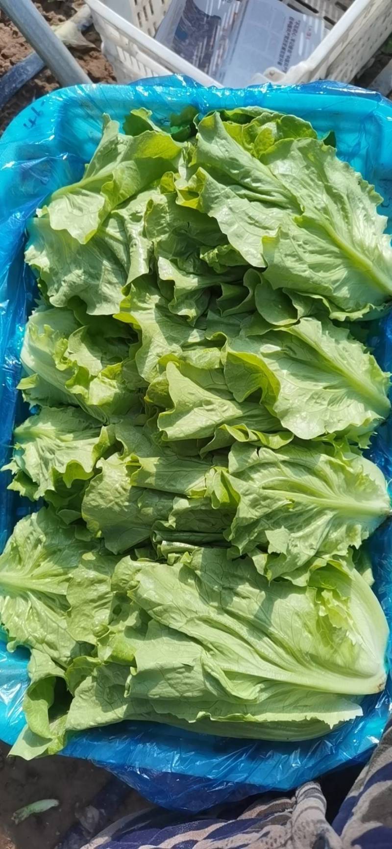 精品生菜上海青各种蔬菜大量现货欢迎新老客户前来采购