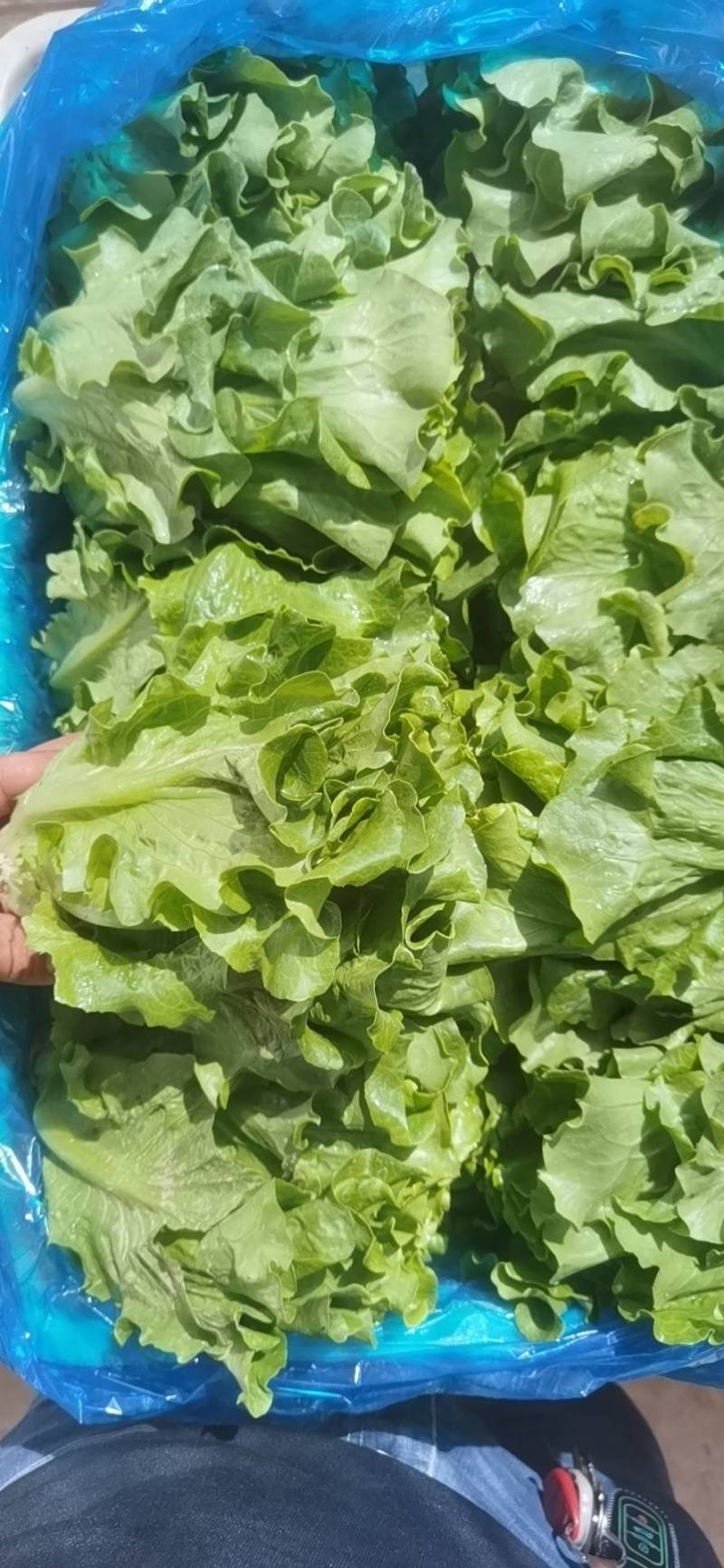 精品生菜上海青各种蔬菜大量现货欢迎新老客户前来采购
