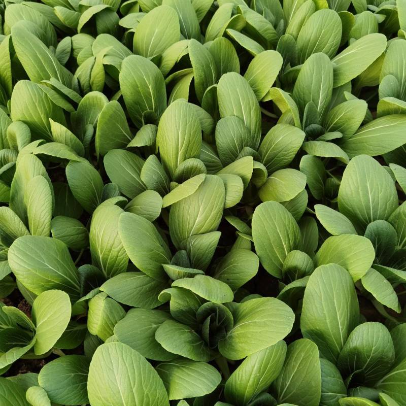 精品生菜上海青各种蔬菜大量现货欢迎新老客户前来采购