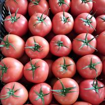 云南元谋热带地区精品硬粉西红柿大量上市。