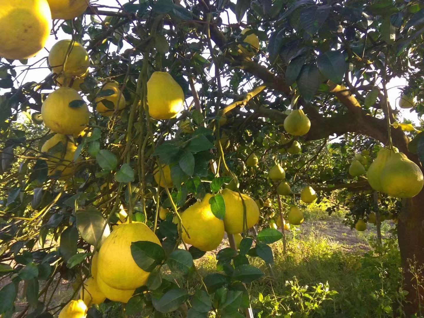 成熟的沙田柚挂满枝头,果皮金黄,果肉饱满 沙田柚果园成熟果实