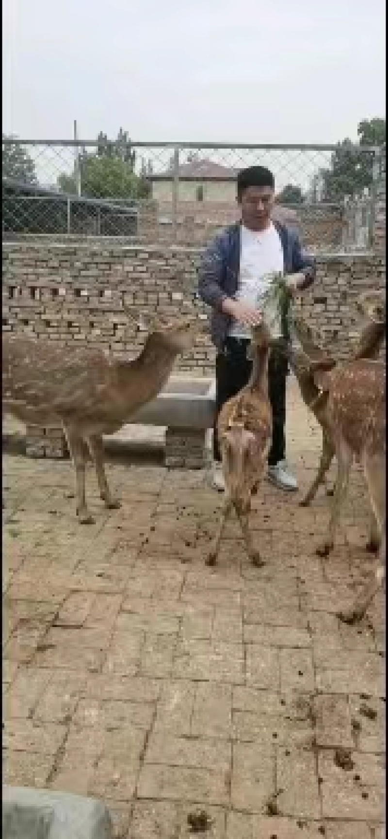 鹿苗，亲人小鹿3000一只，一只起卖，欢迎来电