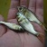花鲢鱼苗大头鱼苗，胖头鱼苗，塘口直发免费技术指导