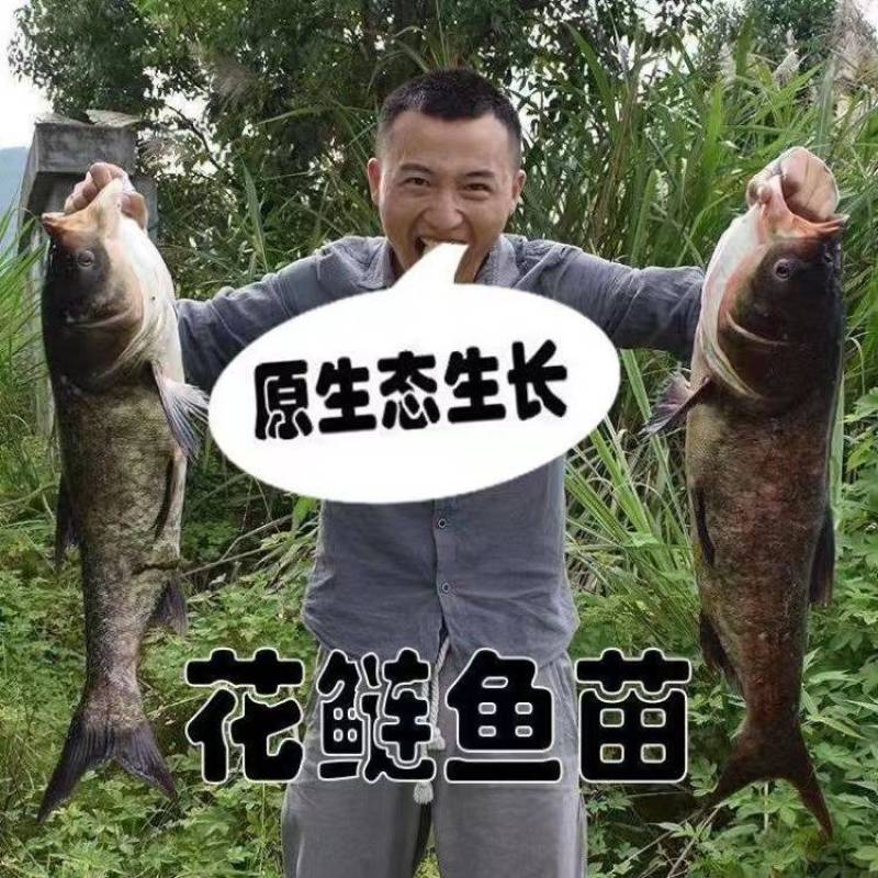 花鲢鱼苗大头鱼苗，胖头鱼苗，塘口直发免费技术指导