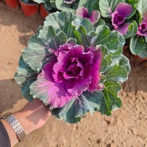 羽衣甘蓝绿化专用基地直发质量保证