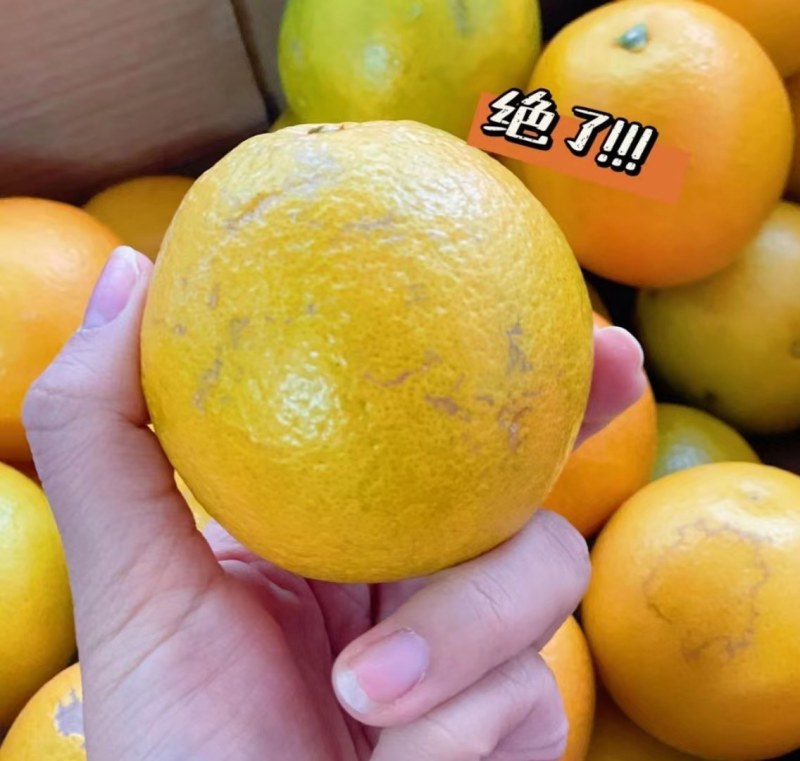 褚橙花斑果褚橙花斑果一件代发整车发货社区团购电商